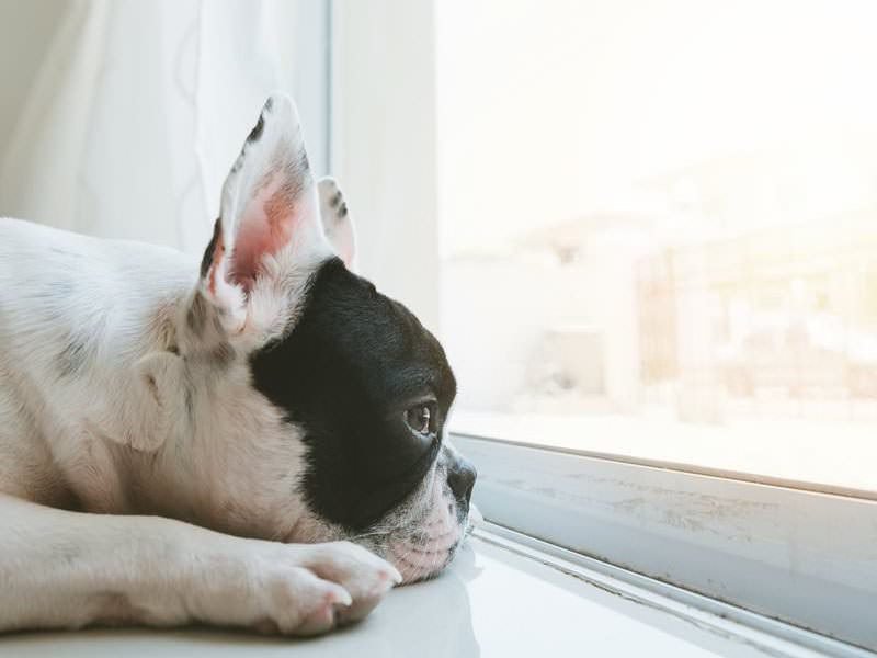 French Bulldog