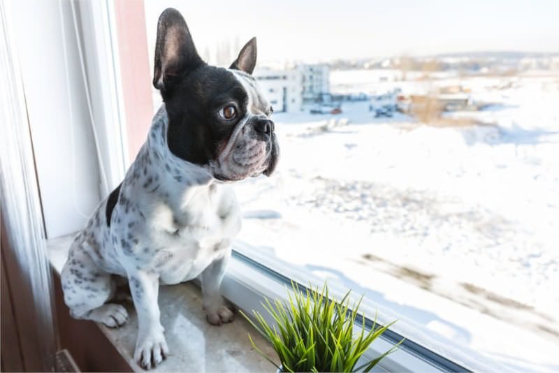 Dog on windowsill